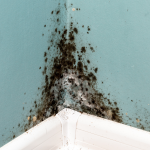 mold testing st petersburg fl