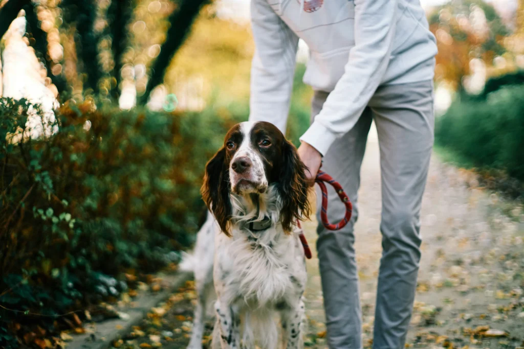 dog poop clean up service