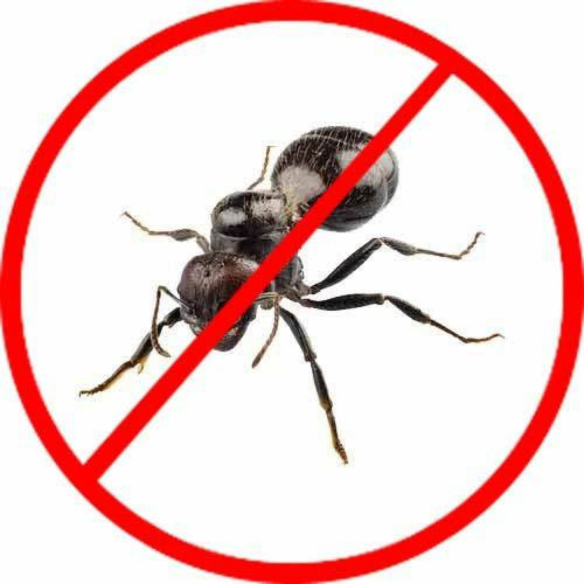 Identifying harmful insects that cause property damage and hidden issues