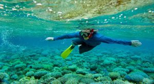 coral reef restoration efforts