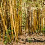 Scavo Solutions bamboo management