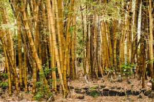 Scavo Solutions bamboo management