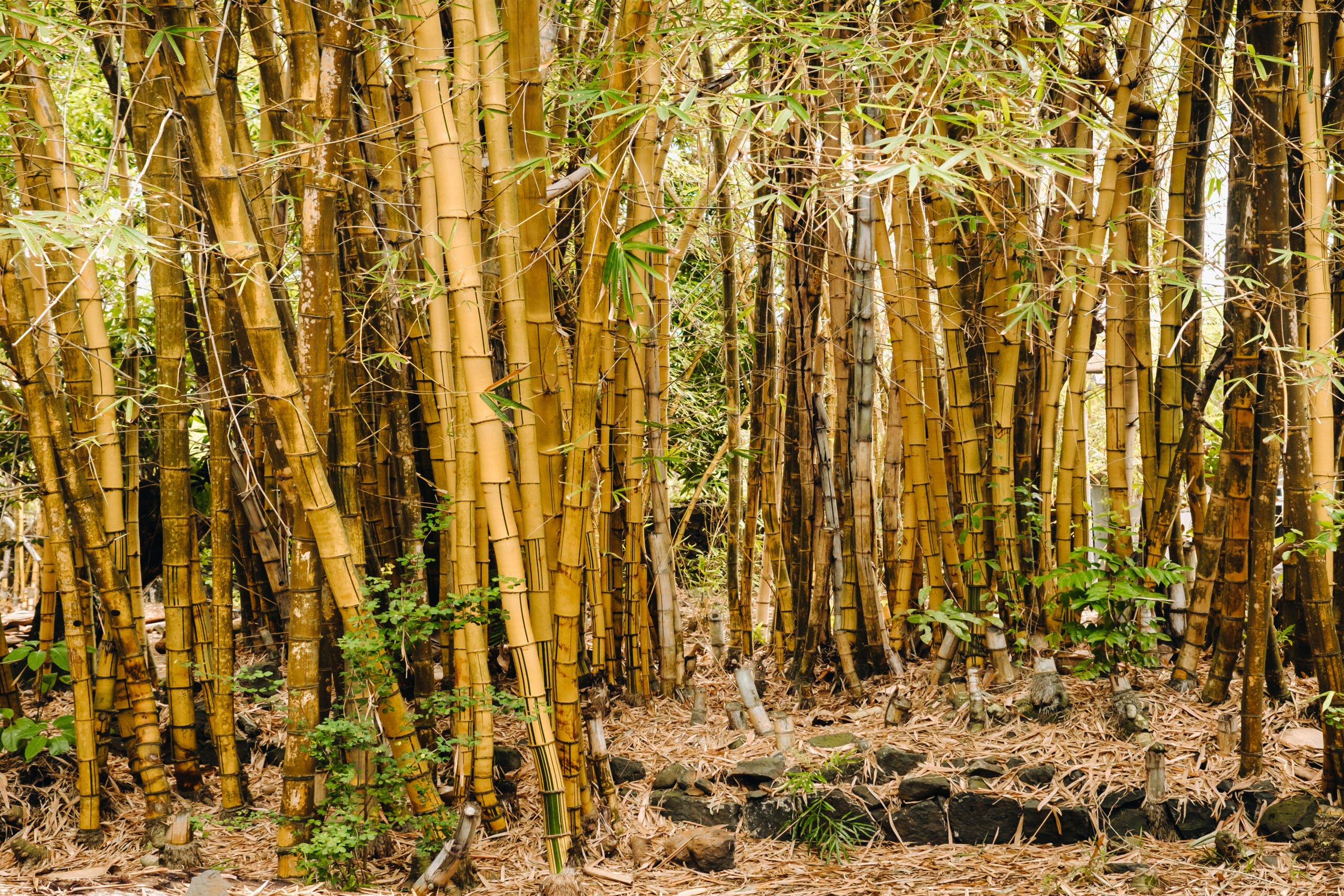 Signs Your Yard Needs Immediate Bamboo Removal Before Serious Property Damage