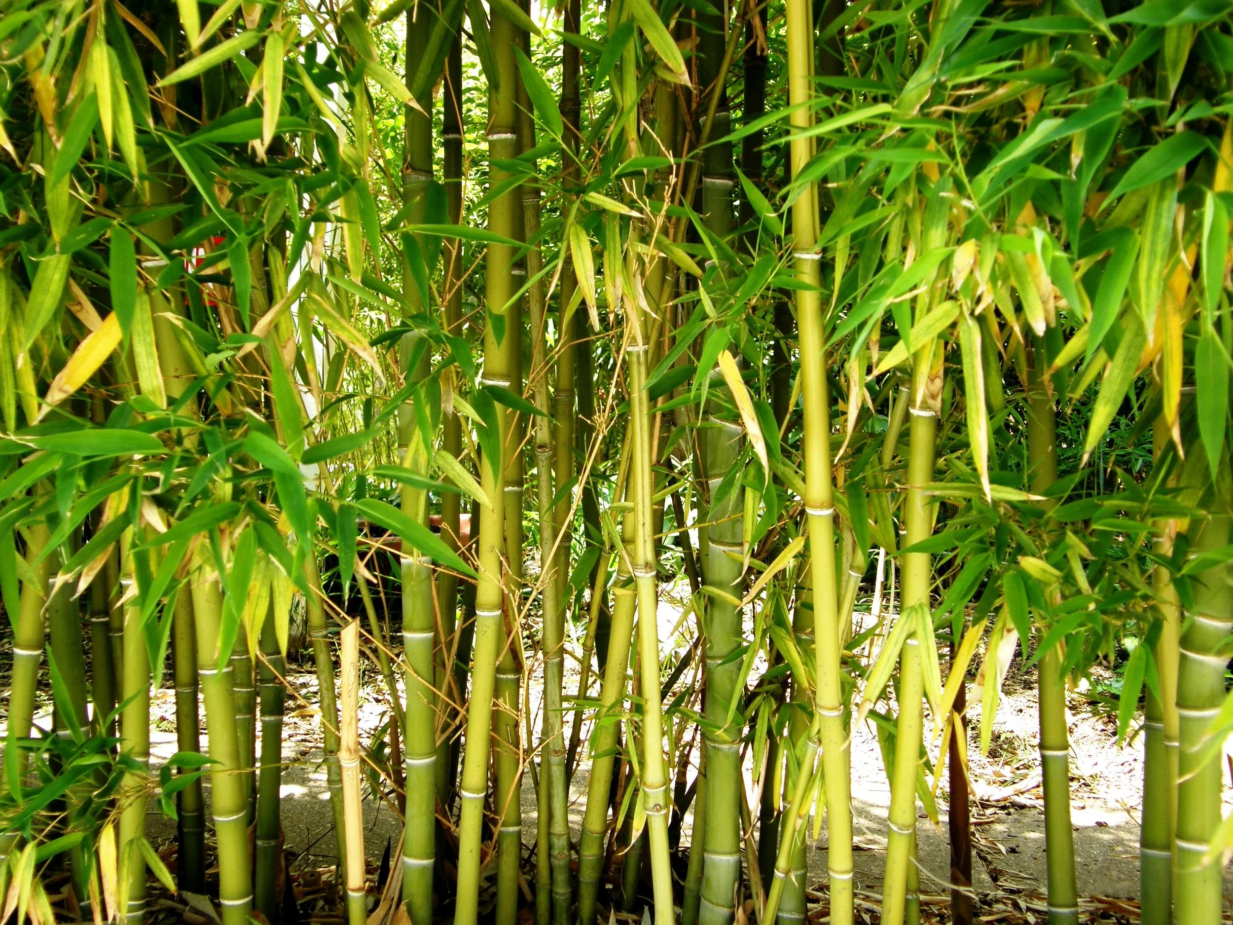 Scavo Solutions bamboo remediation
