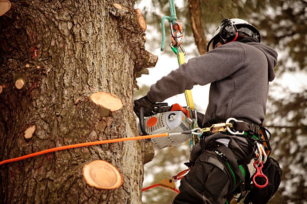 Tree Surgeon Stockport
